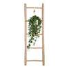 Hedera Helix Pitsburg - Suspendre/XXL - Ø17cm - ↕45cm - GREEN OASIS - SHOP Plantes vertes originales livrées à votre domicile