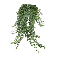 Hedera Helix Pitsburg - Suspension/XXL - Ø24cm - ↕60cm - GREEN OASIS - SHOP