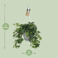 Hedera Helix Vert - Hangpot Blanc / Basic - Ø17cm - ↕cm - GREEN OASIS - SHOP Plantes vertes originales livrées à votre domicile