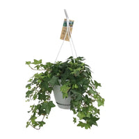 Hedera Helix Vert - Hangpot Blanc / Basic - Ø17cm - ↕cm - GREEN OASIS - SHOP Plantes vertes originales livrées à votre domicile