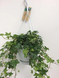 Hedera Helix Vert - Hangpot Blanc / Basic - Ø17cm - ↕cm - GREEN OASIS - SHOP Plantes vertes originales livrées à votre domicile