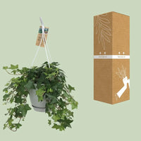Hedera Helix Vert - Hangpot Blanc / Basic - Ø17cm - ↕cm - GREEN OASIS - SHOP Plantes vertes originales livrées à votre domicile