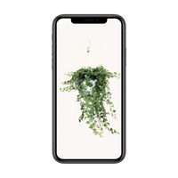 Hedera Wonder Vert - Ø24cm - ↕70cm Everspring