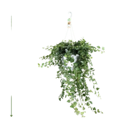 Hedera Wonder Vert - Ø24cm - ↕70cm Everspring