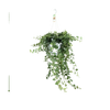 Hedera Wonder Vert - Ø24cm - ↕70cm Everspring