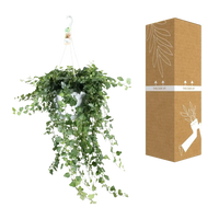 Hedera Wonder Vert - Ø24cm - ↕70cm Everspring