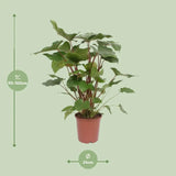 Homalomena Rubescens Maggy - Ø24cm - ↕90cm Everspring