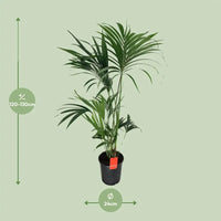 Howea Forsteriana - Ø24cm - ↕130cm - GREEN OASIS - SHOP