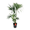 Howea Forsteriana - Ø24cm - ↕130cm - GREEN OASIS - SHOP