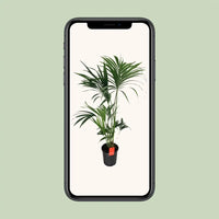 Howea Forsteriana - Ø24cm - ↕130cm - GREEN OASIS - SHOP