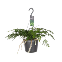 Humata Tyermannii - Ø17cm - ↕20cm Everspring