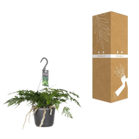 Humata Tyermannii - Ø17cm - ↕20cm Everspring