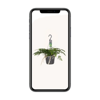 Humata Tyermannii - Ø17cm - ↕20cm Everspring