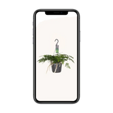 Humata Tyermannii - Ø17cm - ↕20cm Everspring