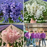 🌷 Jacinthe Show – 30 Bulbes pour 1 m² de Fleurs Parfumées – Taille 14/15 - GREEN OASIS - SHOP