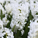 🌷 Jacinthe Show – 30 Bulbes pour 1 m² de Fleurs Parfumées – Taille 14/15 - GREEN OASIS - SHOP