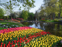 Jardin de tulipes multicolores avec des floraisons vibrantes et une verdure luxuriante.