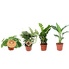 Jardinière indispensable - 4 pièces - Ø12cm - ↕20 - 40cm - GREEN OASIS - SHOP