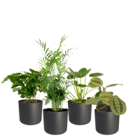 Jardinière respectueuse des animaux - 4 pièces - Ø12cm - ↕20-40cm Everspring