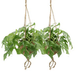 Kokodama Monstera Minima à suspendre (plante à trous) - 2 pièces - Ø15cm - ↕25cm Everspring