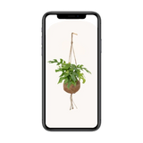 Kokodama Monstera Minima - Plante à trous - Ø15cm - ↕25cm Everspring