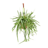 Lepismium Bolivianum - Ø17 ↕55 Everspring