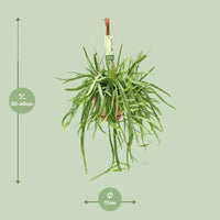 Lepismium Bolivianum - Ø17 ↕55 Everspring