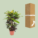 Mangue Codiaeum (Mangue Croton) - Ø27cm - ↕110cm Everspring
