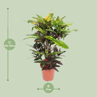 Mangue Codiaeum (Mangue Croton) - Ø27cm - ↕110cm Everspring