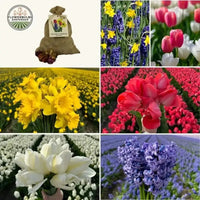 🌸 Medium Holland Mix – Pack Éco Durable, 50 Bulbes pour 1 m² de Fleurs Hollandaises – Taille 12+ - GREEN OASIS - SHOP