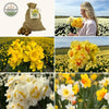 🌼 Medium Narcissus Mix – Pack Économique Durable, 50 Bulbes pour 1 m² de Fleurs – Taille 12/14 - GREEN OASIS - SHOP