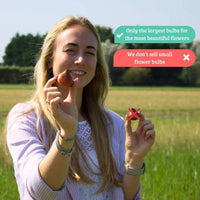 🌸 Mélange de bulbes bleu et Violet – 30 Bulbes à Fleurs pour un Jardin Éclatant - GREEN OASIS - SHOP