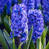 🌸 Mélange de bulbes bleu et Violet – 30 Bulbes à Fleurs pour un Jardin Éclatant - GREEN OASIS - SHOP