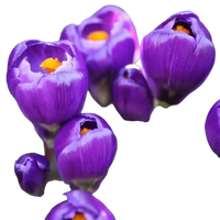 🌼 Mélange de bulbes sauvages – Pack Éco de 50 Bulbes - GREEN OASIS - SHOP