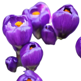 🌼 Mélange de bulbes sauvages – Pack Éco de 50 Bulbes - GREEN OASIS - SHOP