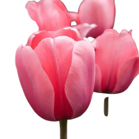 🌼 Mélange de bulbes sauvages – Pack Éco de 50 Bulbes - GREEN OASIS - SHOP