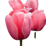 🌼 Mélange de bulbes sauvages – Pack Éco de 50 Bulbes - GREEN OASIS - SHOP