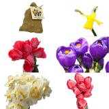 🌼 Mélange de bulbes sauvages – Pack Éco de 50 Bulbes - GREEN OASIS - SHOP