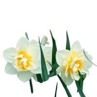 🌼 Mélange de bulbes sauvages – Pack Éco de 50 Bulbes - GREEN OASIS - SHOP