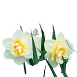 🌼 Mélange de bulbes sauvages – Pack Éco de 50 Bulbes - GREEN OASIS - SHOP