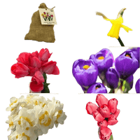 🌼 Mélange de bulbes sauvages – Pack Éco de 50 Bulbes - GREEN OASIS - SHOP