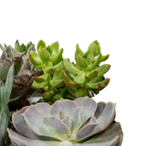 Mélange de plantes succulentes - 18 pièces - 10 cm - Ø8,5 Everspring