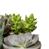 Mélange de plantes succulentes - 18 pièces - 10 cm - Ø8,5 Everspring