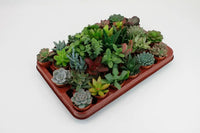 Mélange de plantes succulentes - 30 pièces - Ø5,5 cm - ↕7 cm Everspring