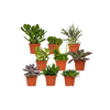 Mélange de plantes succulentes - 9 pièces - 10 cm - Ø8,5 Everspring
