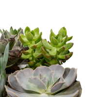 Mélange de plantes succulentes - 9 pièces - 10 cm - Ø8,5 Everspring