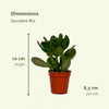 Mélange de plantes succulentes - 9 pièces - 10 cm - Ø8,5 Everspring