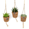 Mélange de plantes succulentes Kokopot String - 3 pièces - Ø10cm - ↕15cm - GREEN OASIS - SHOP Plantes vertes originales livrées à votre domicile