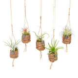 Mélange de Tillandsias Kokodama Birdnest - 8 pièces - Ø7cm - ↕5cm - GREEN OASIS - SHOP