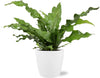 Microsorum Diversifolium - Ø17cm - ↕45cm + Pot Brussels D18x17cm - Blanc - GREEN OASIS - SHOP Plantes vertes originales livrées à votre domicile